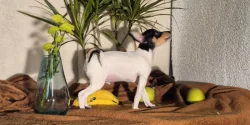 Štěňátka amerického toy foxteriéra