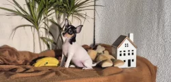 Štěňátka amerického toy foxteriéra