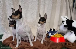 Štěňátka amerického toy foxteriéra