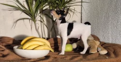 Štěňátka amerického toy foxteriéra