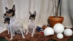 Štěňátka amerického toy foxteriéra