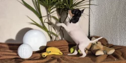 Štěňátka amerického toy foxteriéra