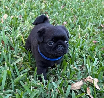 Mops štěňátka