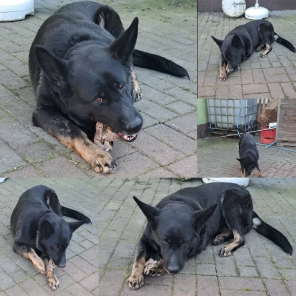 Fenka Asta- německý ovčák