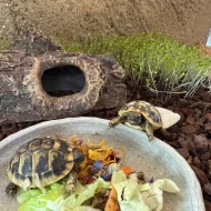 Suchozemská želva (2ks) + vybavené terárium