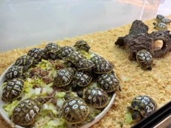 Suchozemská želva (2ks) + vybavené terárium