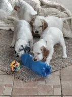 Šteniatka Anglického setra