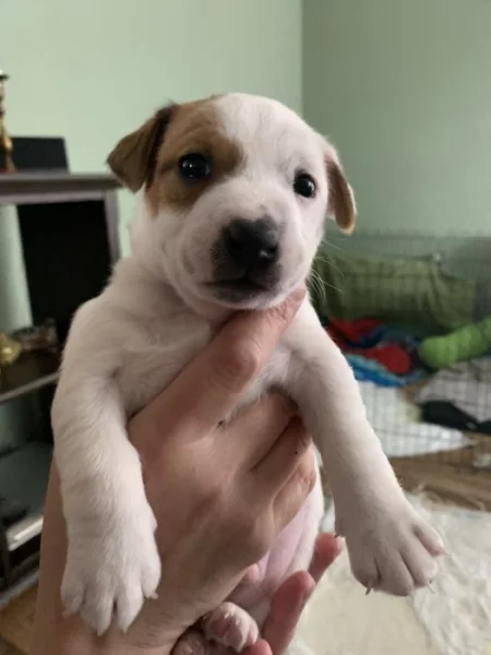 Jack Russell teriér