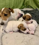 Jack Russell teriér