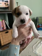 Jack Russell teriér