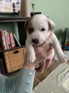 Jack Russell teriér