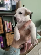 Jack Russell teriér