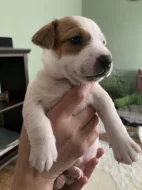 Jack Russell teriér