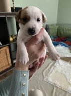 Jack Russell teriér