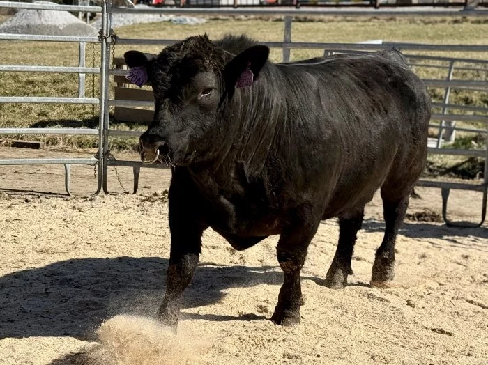 Plemenní býci Aberdeen Angus