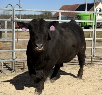 Plemenní býci Aberdeen Angus