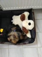 Prodám štěně jorkšírského teriéra