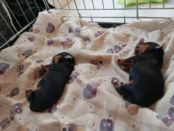 Prodám štěně jorkšírského teriéra