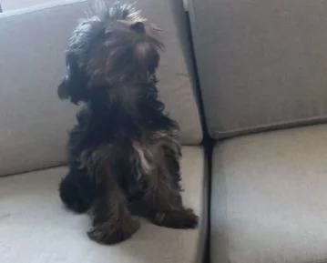 Prodám štěně jorkšírského teriéra