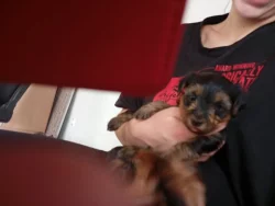 Prodám štěně jorkšírského teriéra