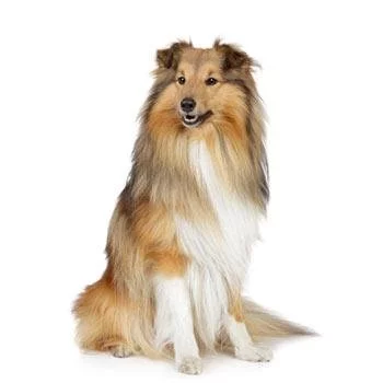 Postaráme se o dospělou Zlatou Kolii