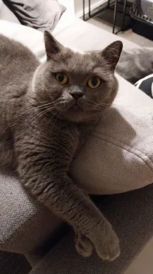 Charlie a cesta do zahraničí