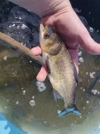 Prodám násadu tolstolobce tolstolobika