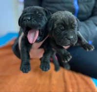 Štěňátka Cane Corso s PP ❤️