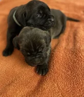Štěňátka Cane Corso s PP ❤️
