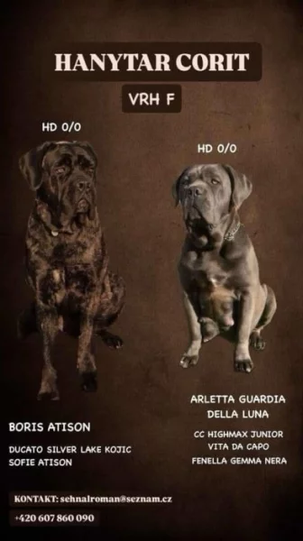 Štěňátka Cane Corso s PP ❤️