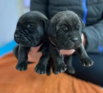 Štěňátka Cane Corso s PP ❤️