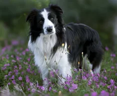 Hledá se nevěsta – Nabízím ke krytí pejska Border kolii s PP