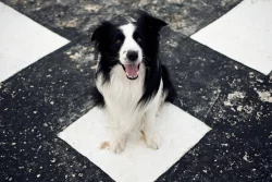 Hledá se nevěsta – Nabízím ke krytí pejska Border kolii s PP