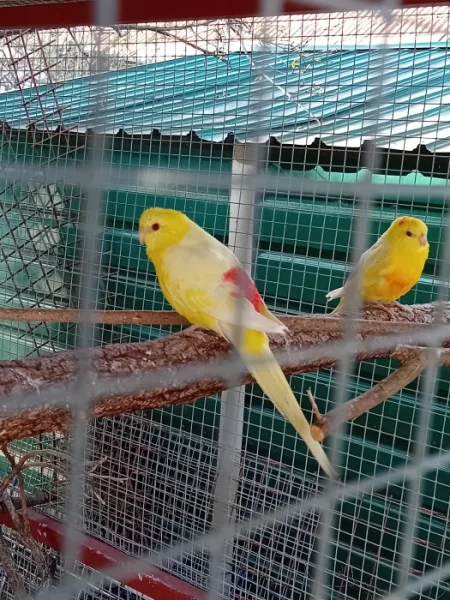 Prodám loňské papoušky zpěvavé