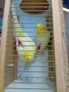 Prodám loňské papoušky zpěvavé