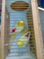 Prodám loňské papoušky zpěvavé