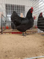 Násadová vejce Australky velké černé a modré s lemy