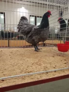 Násadová vejce Australky velké černé a modré s lemy