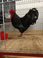 Násadová vejce Australky velké černé a modré s lemy