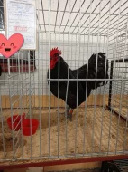 Násadová vejce Australky velké černé a modré s lemy