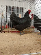 Násadová vejce Australky velké černé a modré s lemy