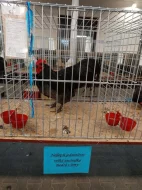 Násadová vejce Australky velké černé a modré s lemy