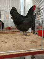 Násadová vejce Australky velké černé a modré s lemy