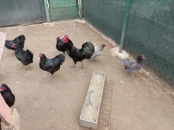 Násadová vejce Australky zdrobnělé černé a modré s lemy