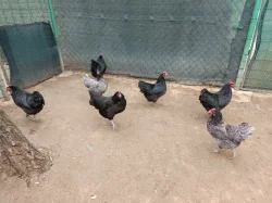 Násadová vejce Australky zdrobnělé černé a modré s lemy