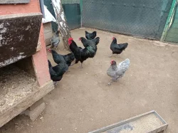 Násadová vejce Australky zdrobnělé černé a modré s lemy