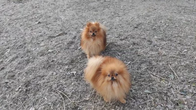 Pomeranian