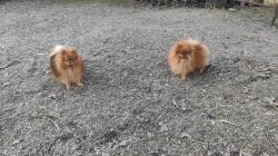Pomeranian