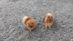 Pomeranian