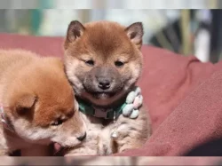 Shiba inu na prodej